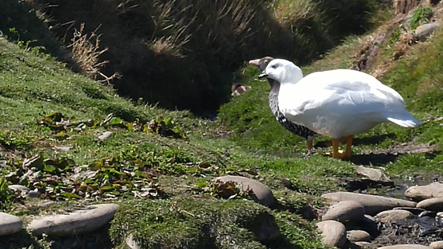 Visiting the Falkland Islands November 2016