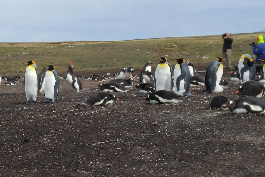 Visiting the Falkland Islands 12/1/2016