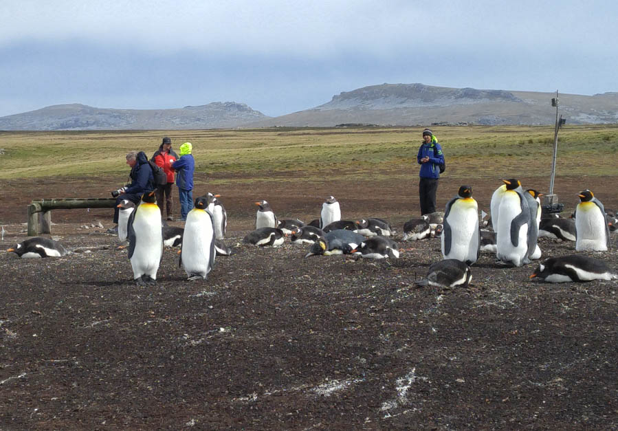 Visiting the Falkland Islands 12/1/2016