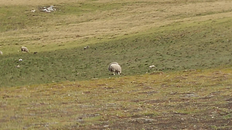 Visiting the Falkland Islands 12/1/2016