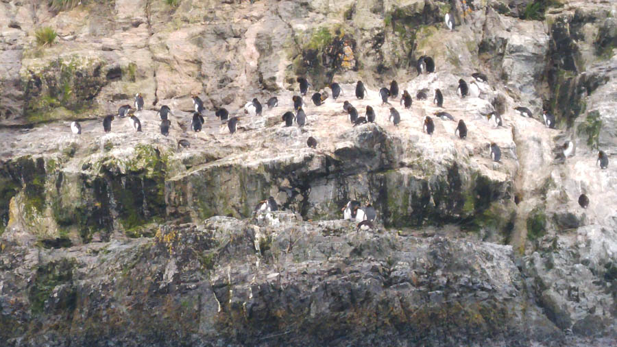 Cruising the Antarctic Sea