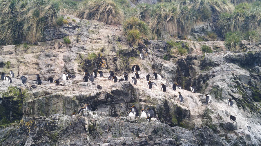 Cruising the Antarctic Sea