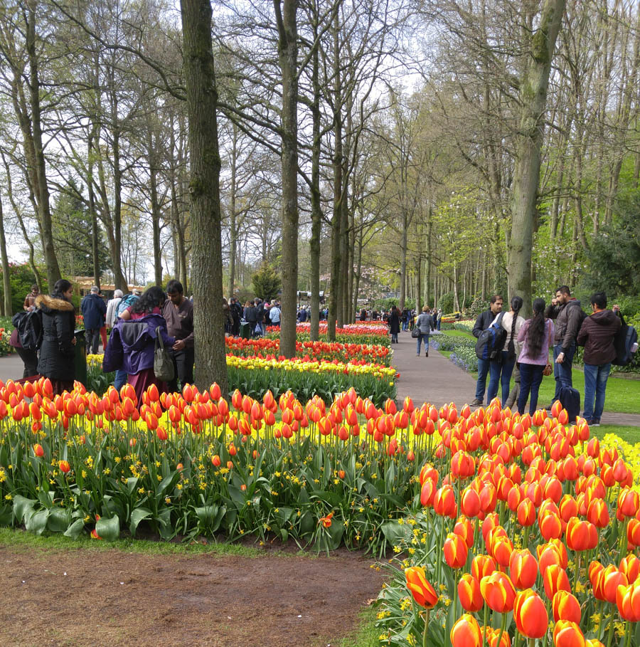 Visiting the tulips