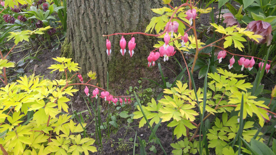 Visiting the tulips