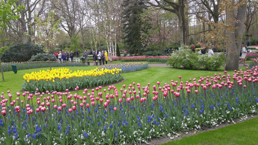 Visiting the tulips