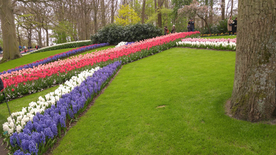 Visiting the tulips