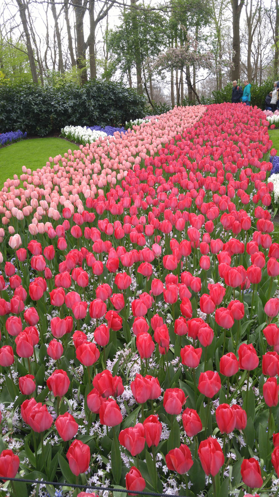 Visiting the tulips