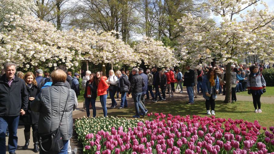 Visiting the tulips