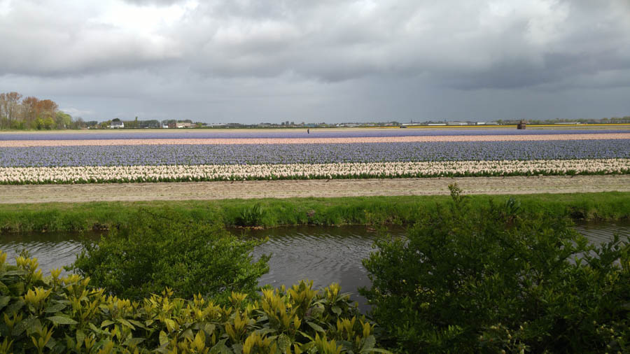 Visiting the tulips