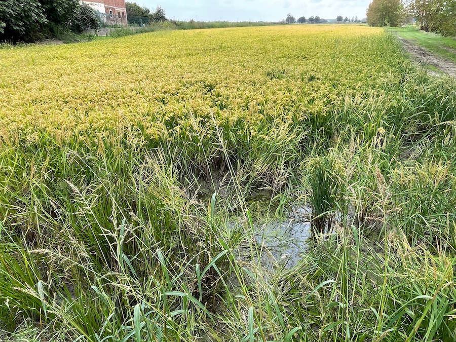 2025-09-13 Bon & Donna At Vercilli Rice Farm In Italy