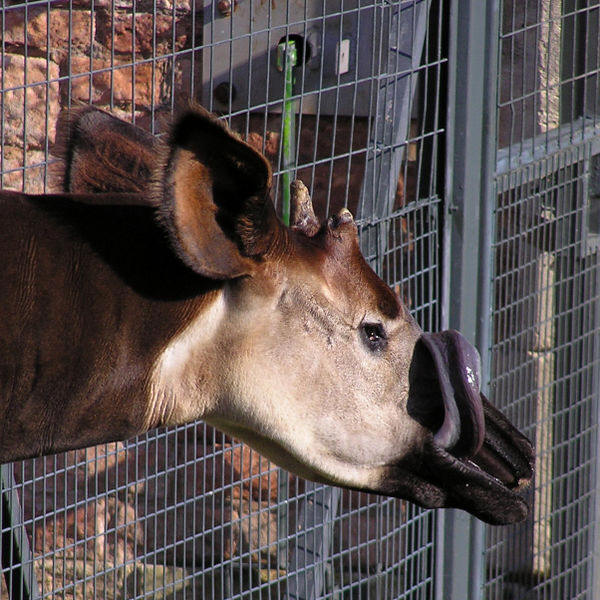 tongue