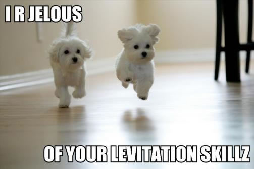 Dogs levitating