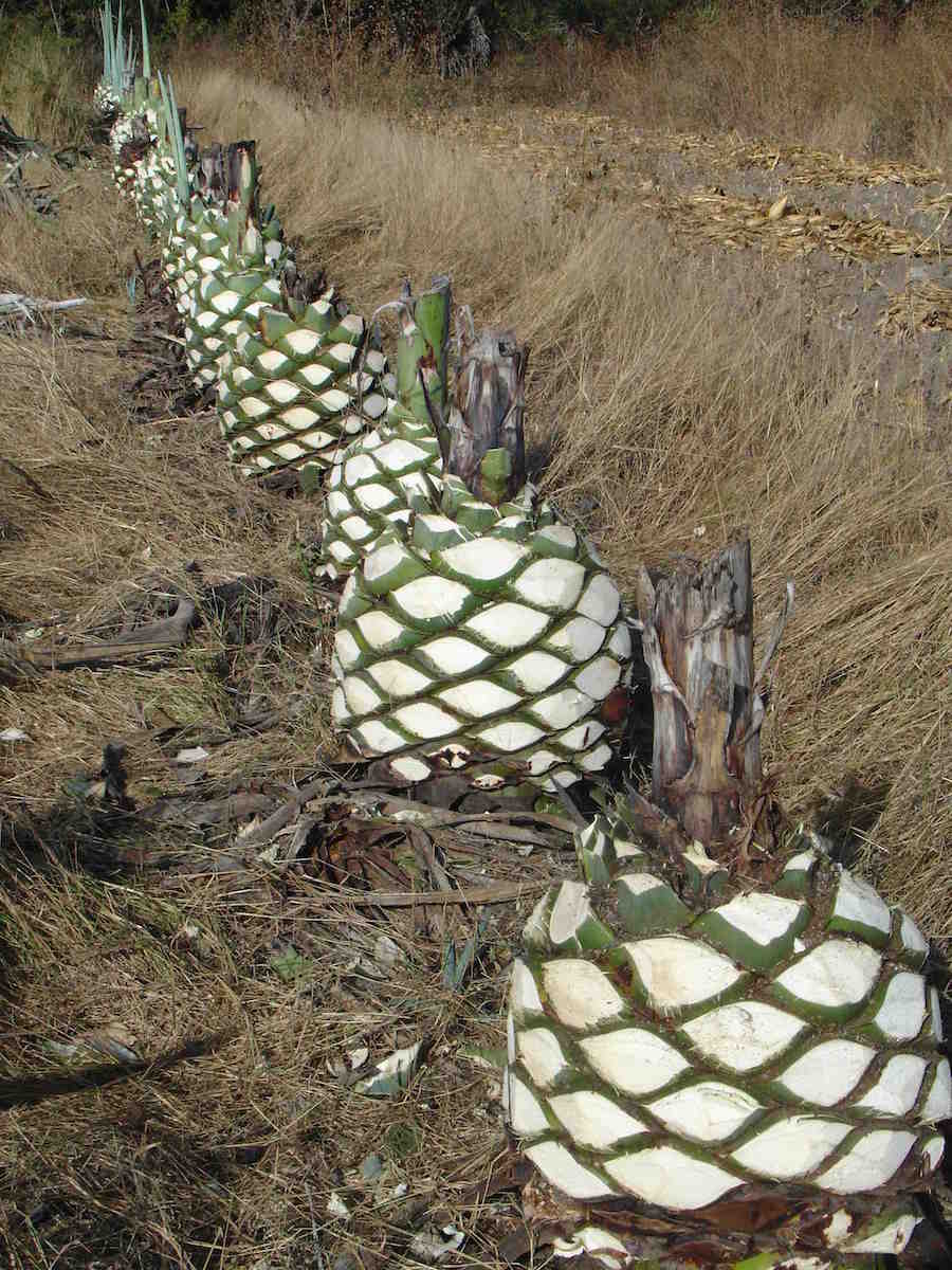 Tequila tasting with friends and family August 27th 2016