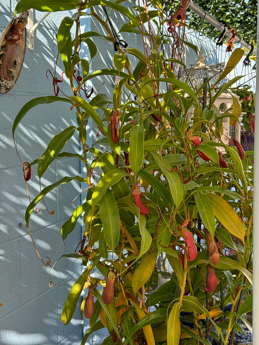 2024-05-18 Rossmoore Wonem's Club Garden Tour