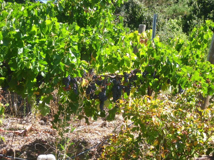 Wilson Creek at Temecula August 2010