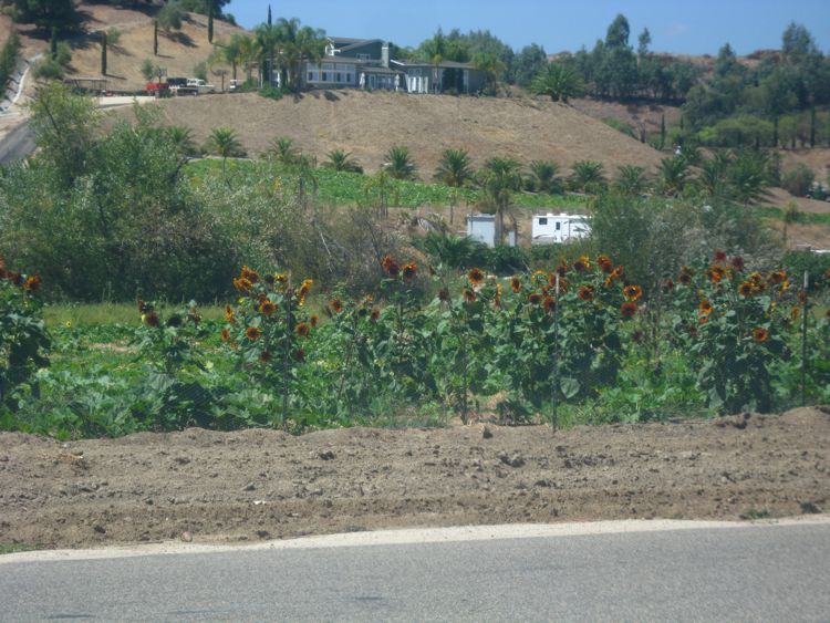 Wilson Creek at Temecula August 2010