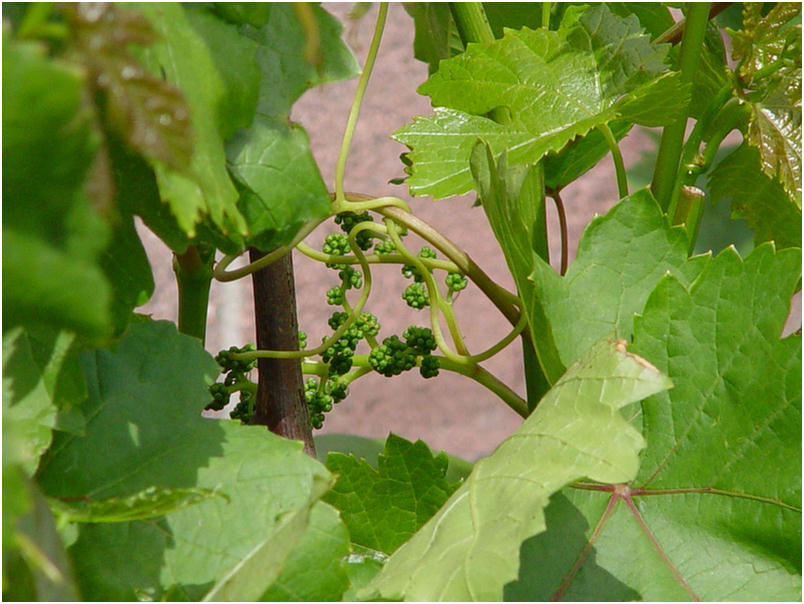 Baby grapes