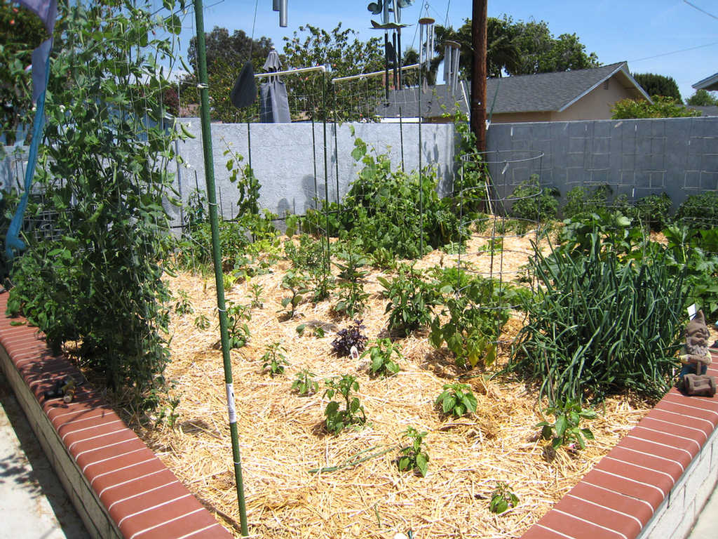 Mid summer garden 2007