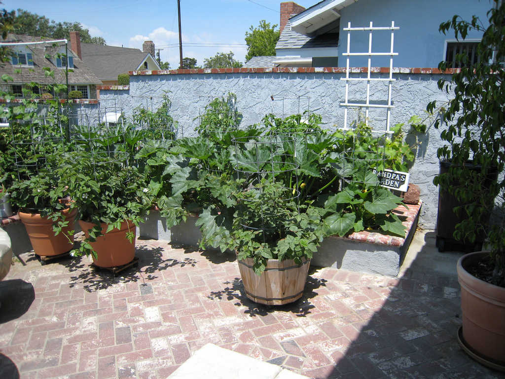 Squash, boysenberries, and tomatoes