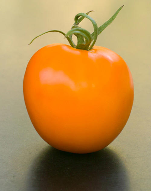 Dixie Golden Tomato