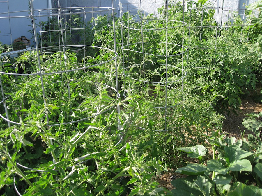 Our vegetable garden on May-June 2014