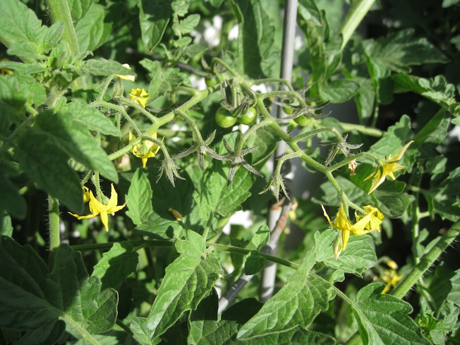 Our vegetable garden on May-June 2014