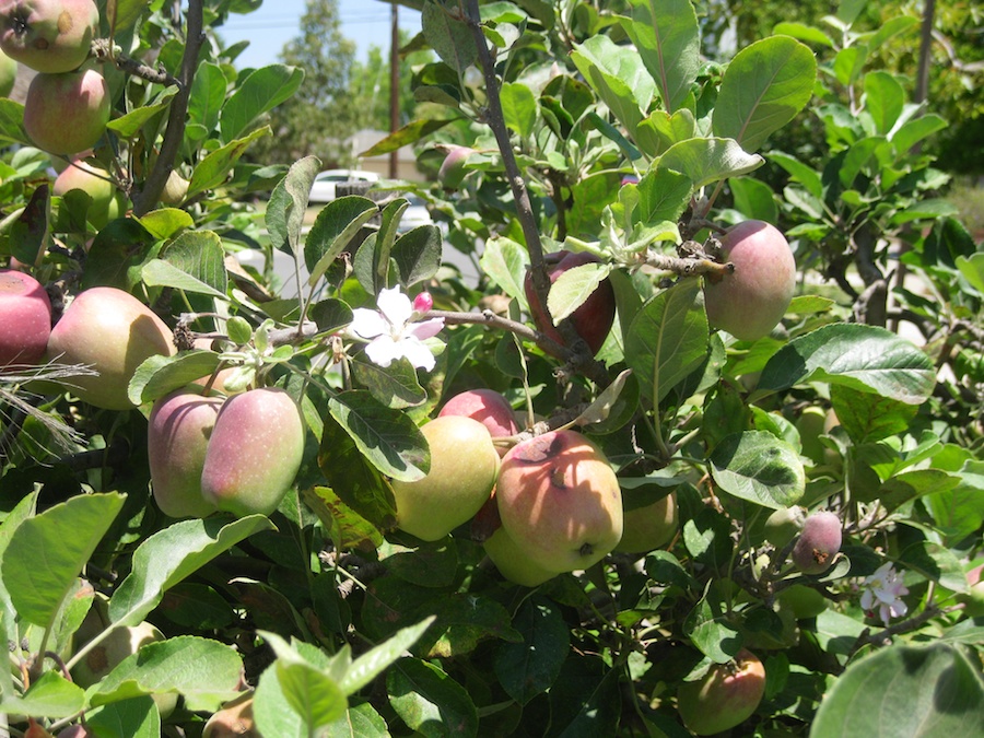 Our vegetable garden on May-June 2014