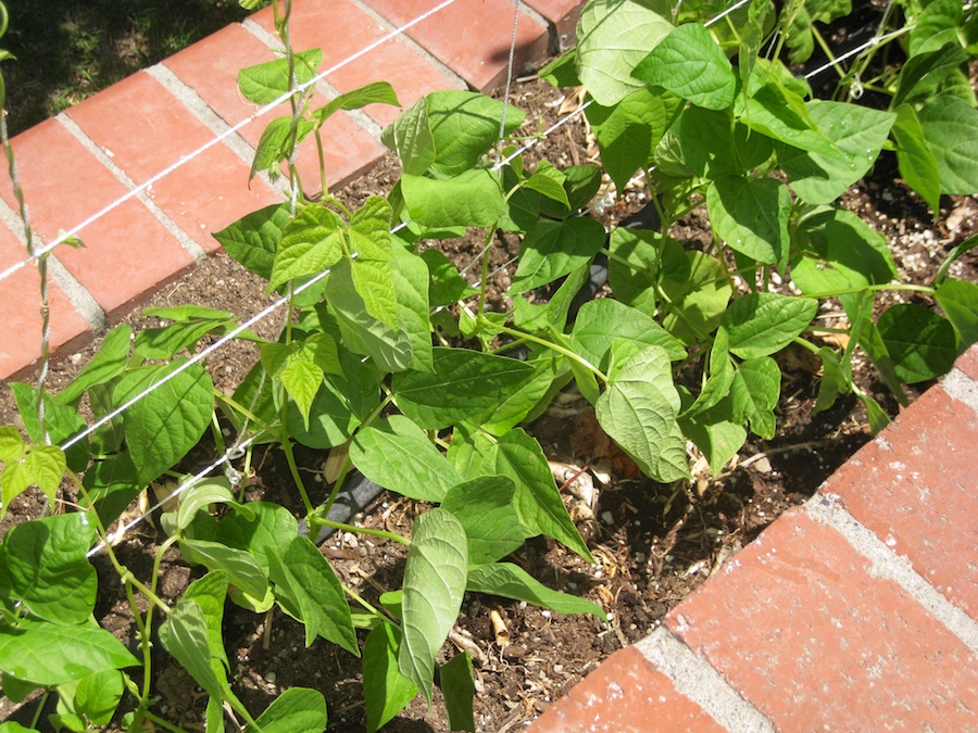 Our vegetable garden on Memorial Day 2014