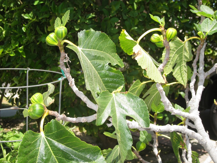 Our vegetable garden on May-June 2014