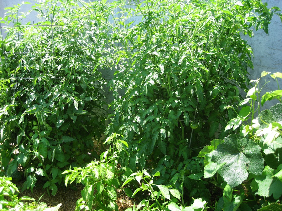 Our vegetable garden on Memorial Day 2014