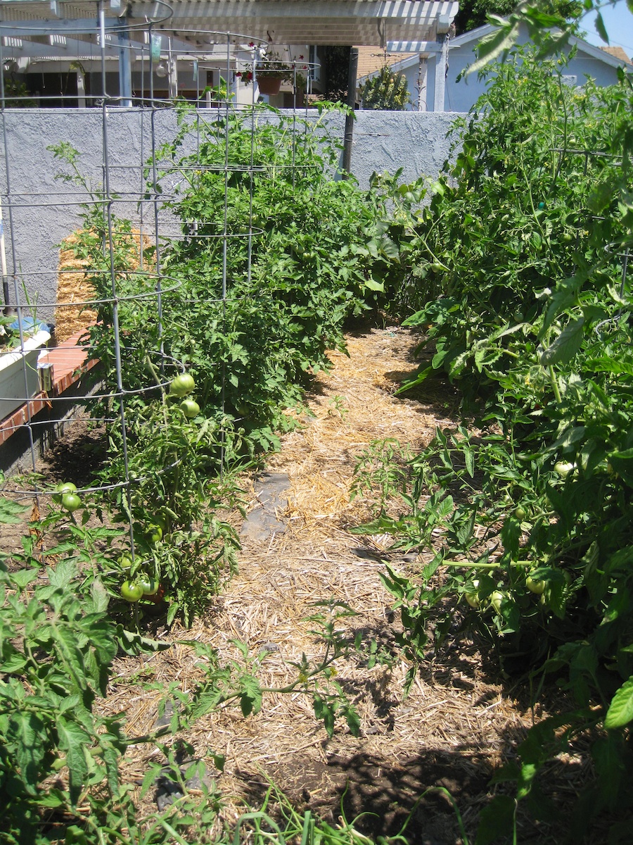 Our vegetable garden on May-June 2014