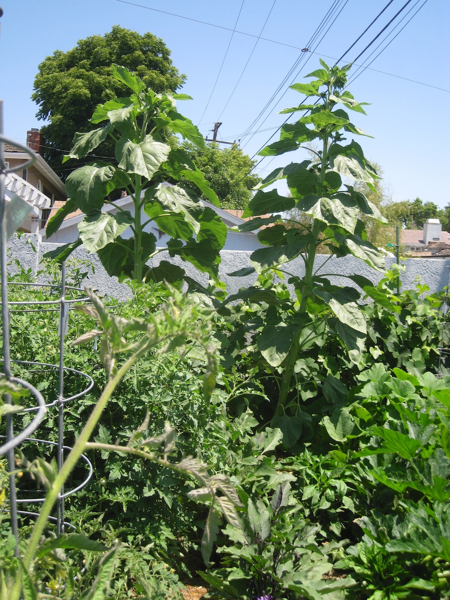 Our vegetable garden on Memorial Day 2014