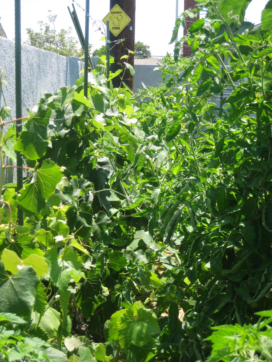 Our vegetable garden on Memorial Day 2014