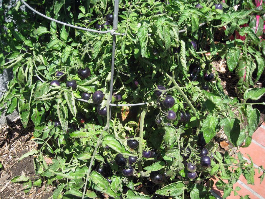 Our vegetable garden on Memorial Day 2014