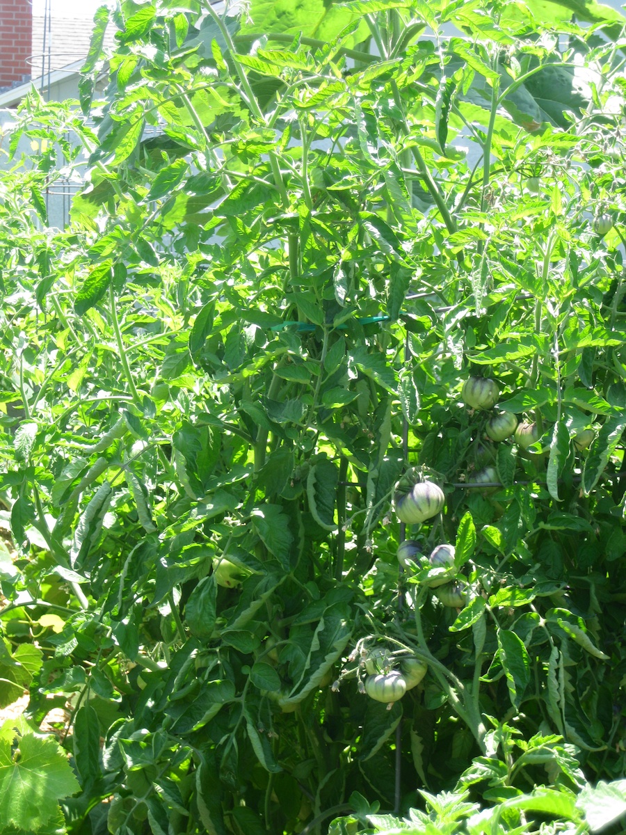 Our vegetable garden on May-June 2014