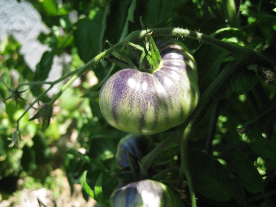 Our vegetable garden on May-June 2014