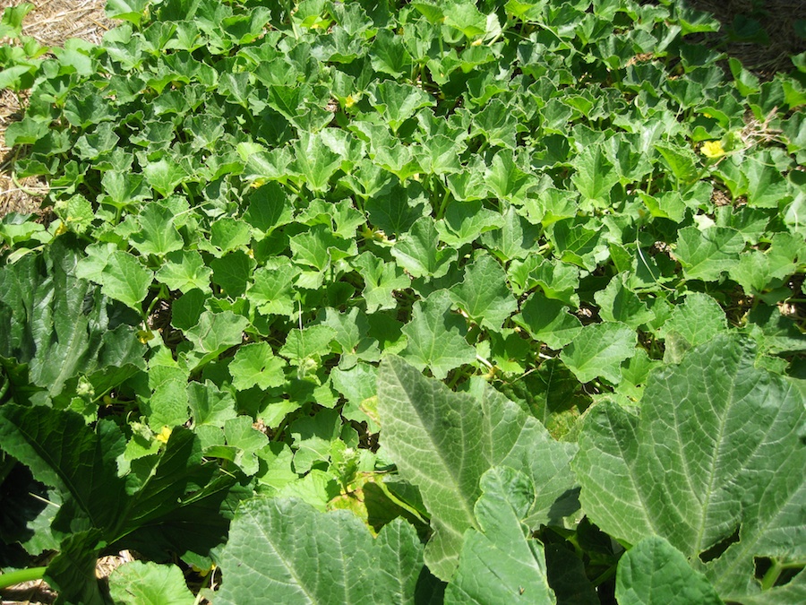 Our vegetable garden on May-June 2014