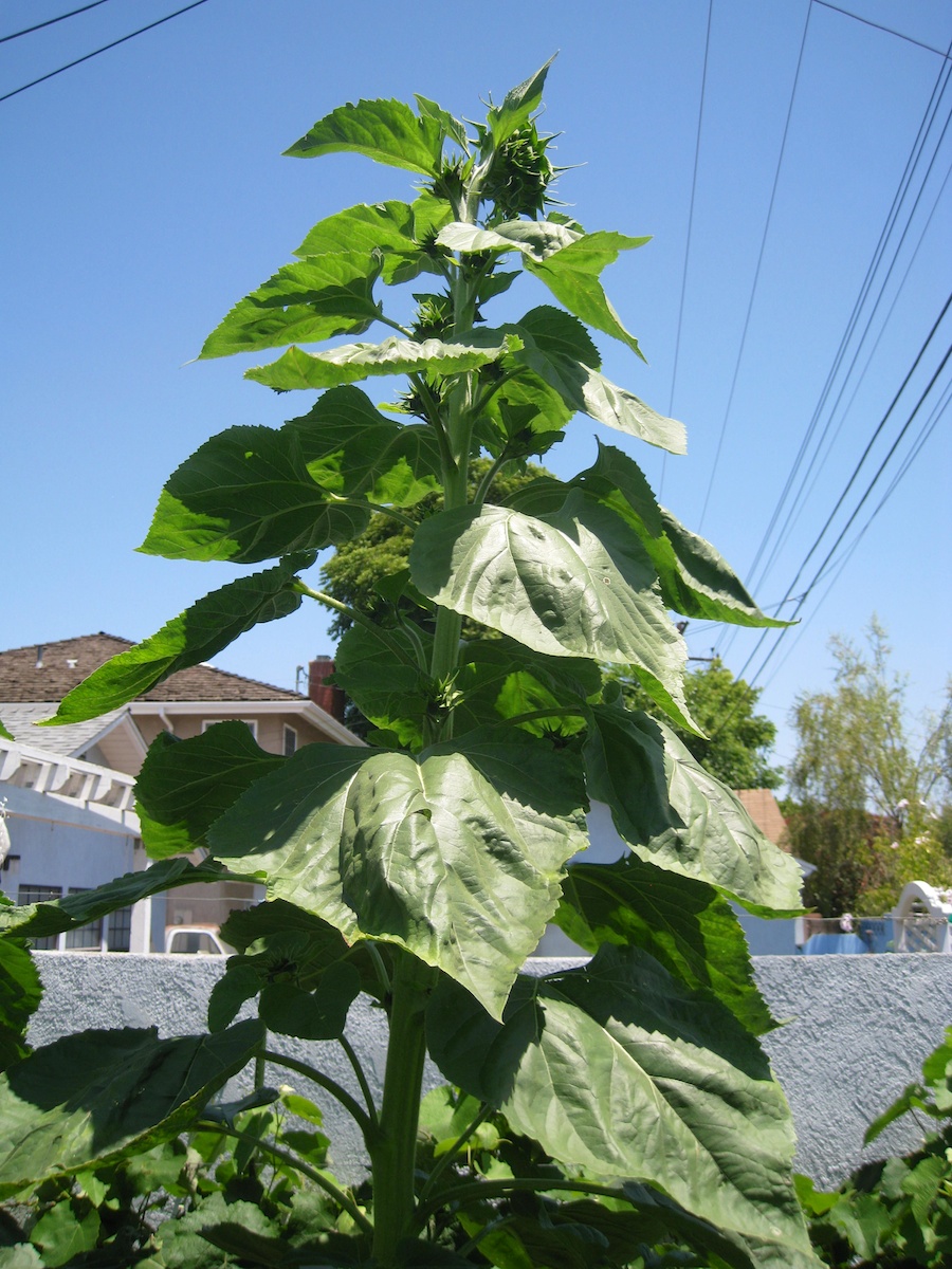 Our vegetable garden on May-June 2014