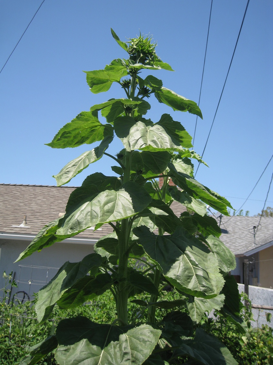 Our vegetable garden on Memorial Day 2014