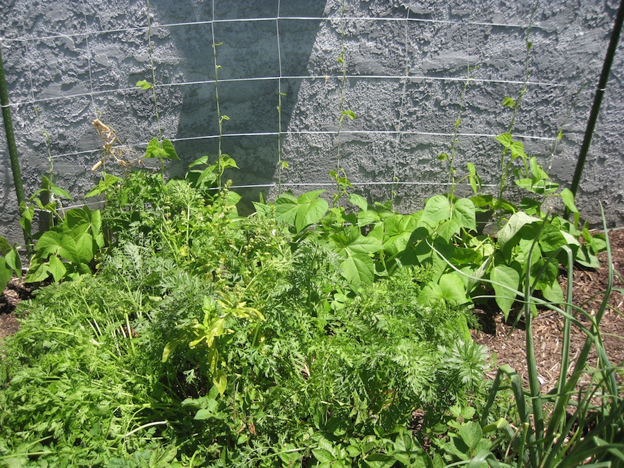 Our vegetable garden on Memorial Day 2014