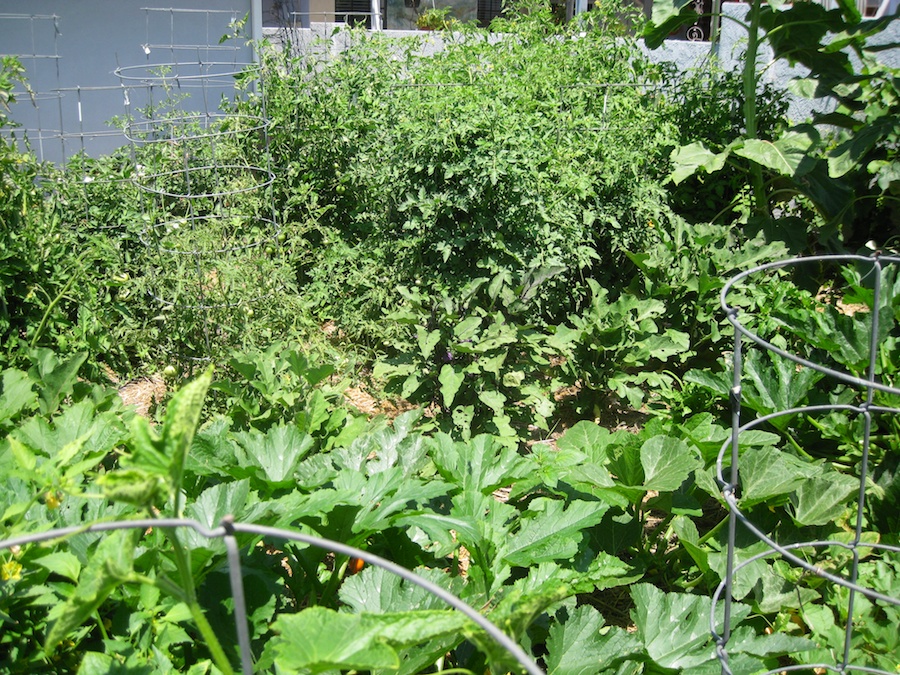 Our vegetable garden on Memorial Day 2014