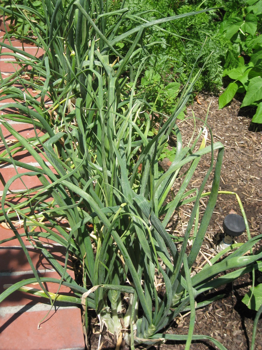 Our vegetable garden on Memorial Day 2014