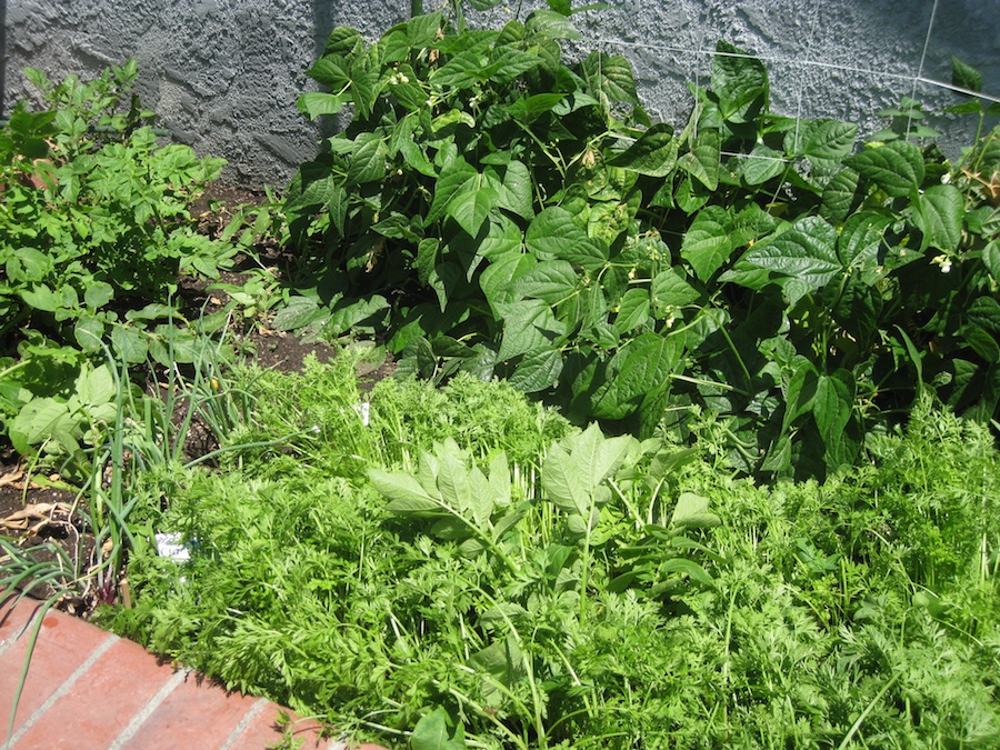 Our vegetable garden on May-June 2014