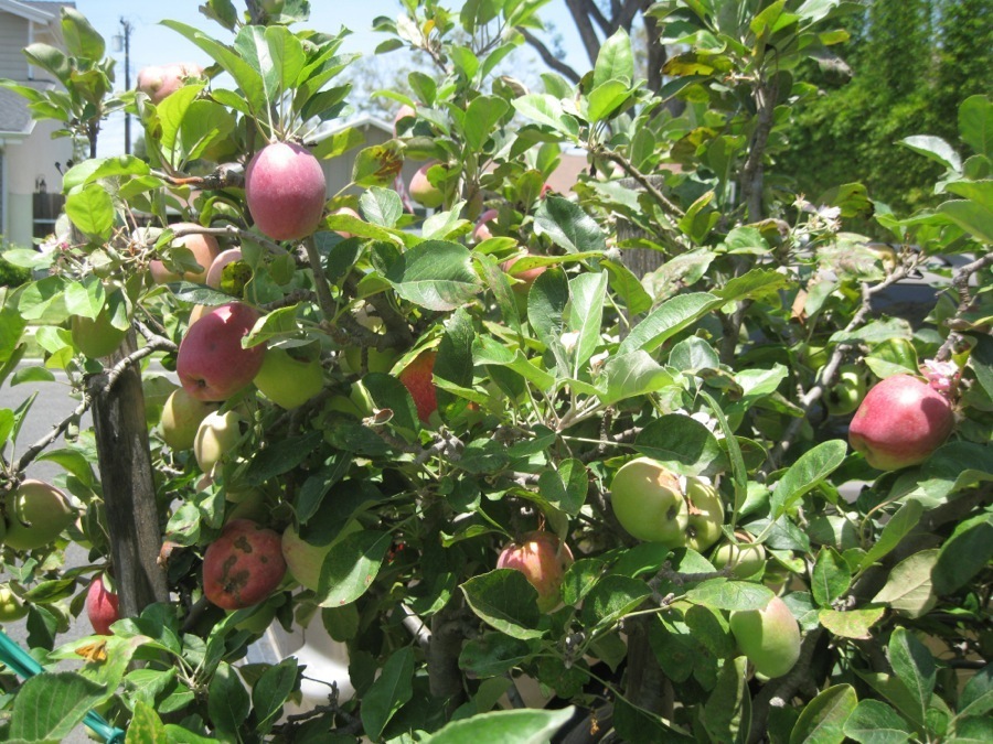 Garden June 2014