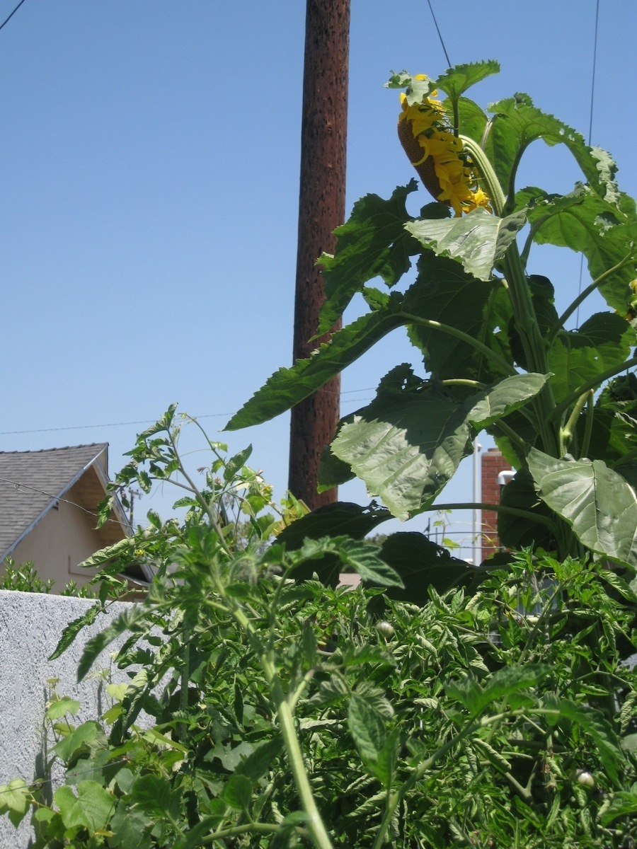 Garden June 2014