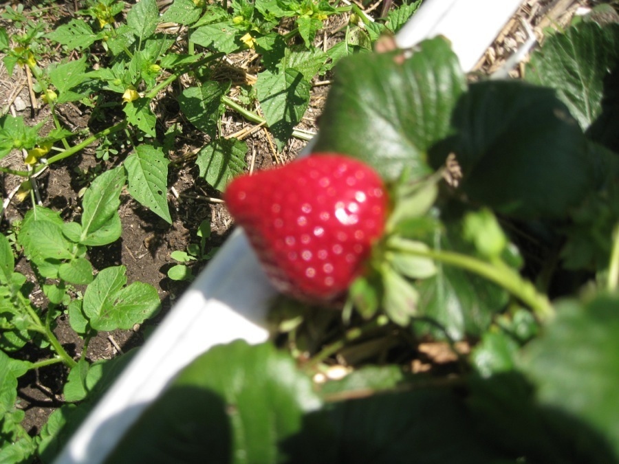 Garden June 2014