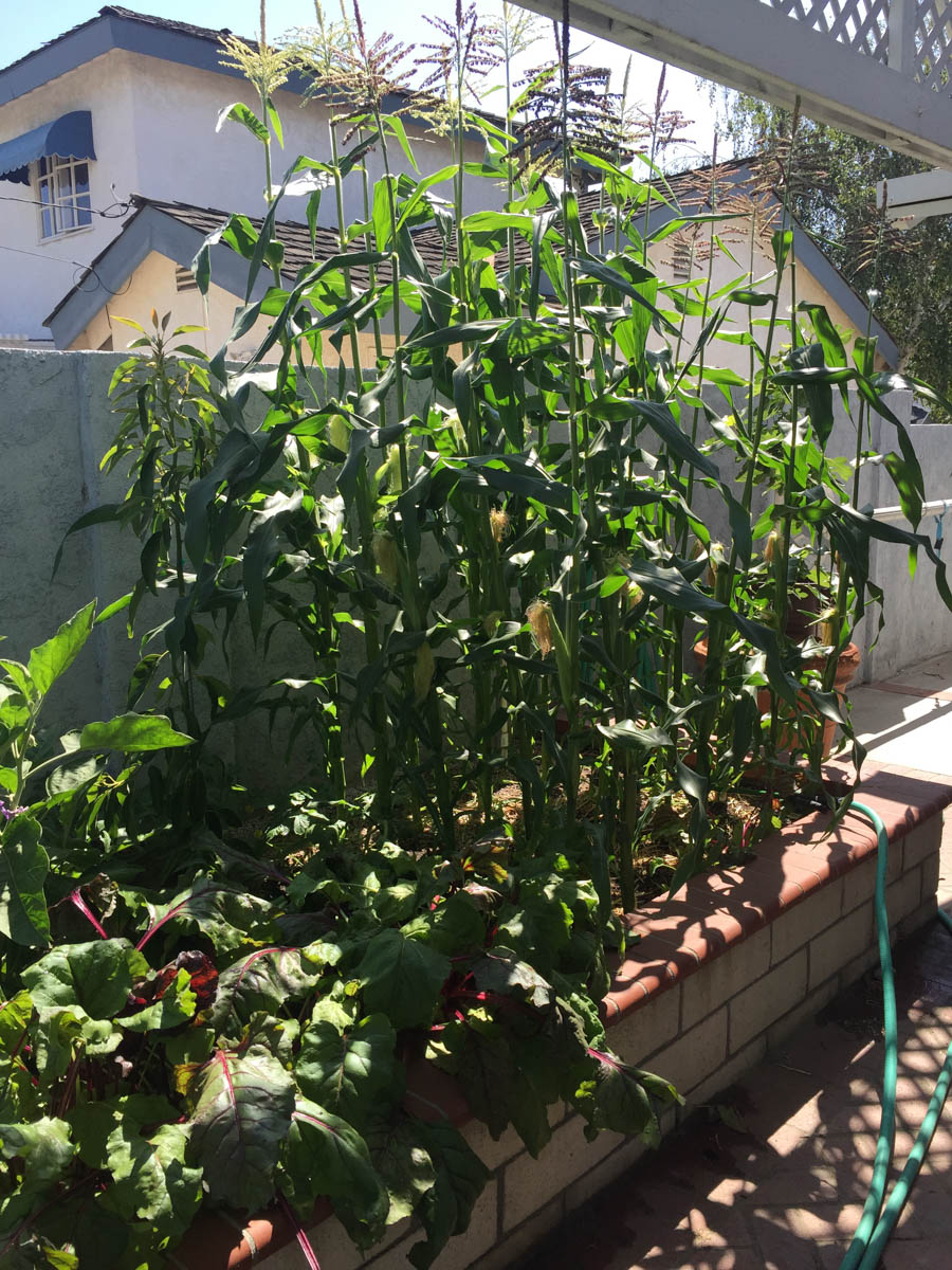 Corn on the cobb from our garden July 7th 2015