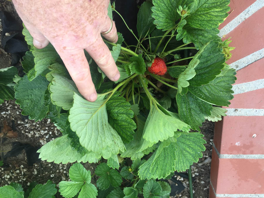 Paul & Sue's Garden April 2016