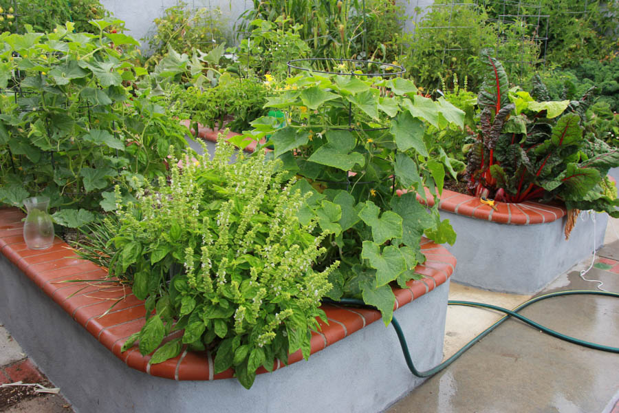 Paul and Sue's Vegetable Garden June 2016