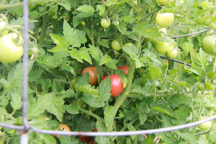 Paul and Sue's Vegetable Garden June 2016